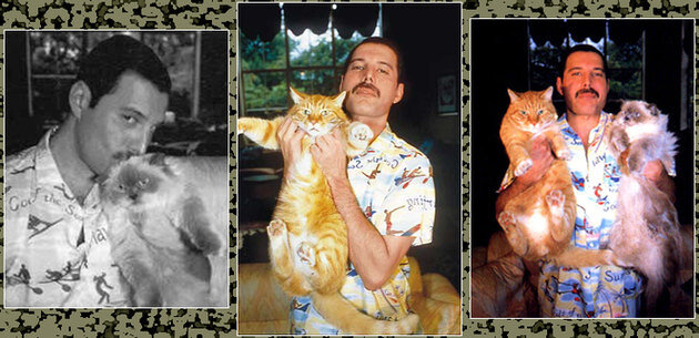 Фредди и его кошки