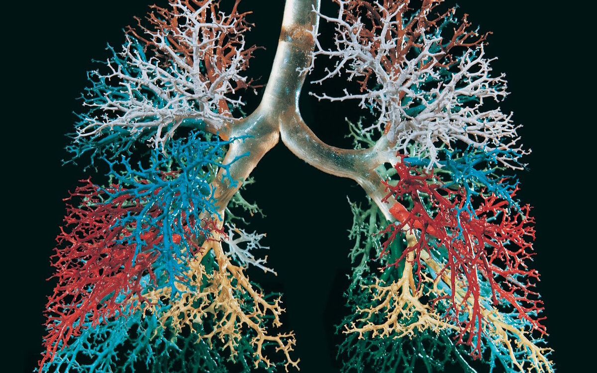 Капилляры легких