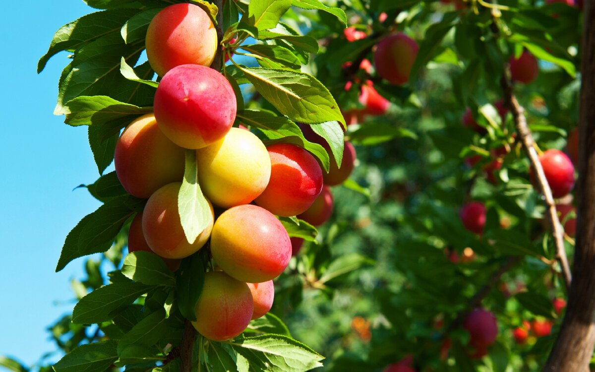 7 главных Ошибок при планировании Плодового Сада, которые ухудшают ваш Урожай