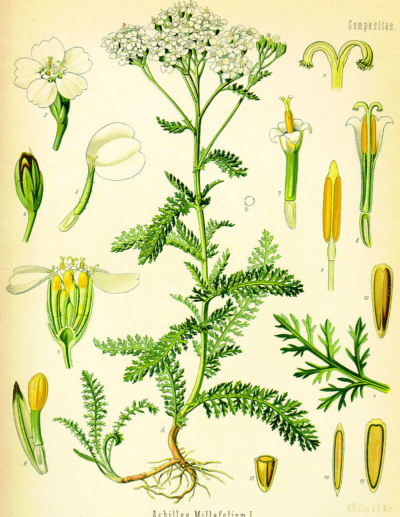 Карагана Ботаническая иллюстрация