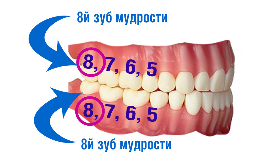 Зубы восьмерки это какие. Расположение зубов восьмерки. Зуб мудрости какой по счету. Номера зубов. Схема зубов мудрости.