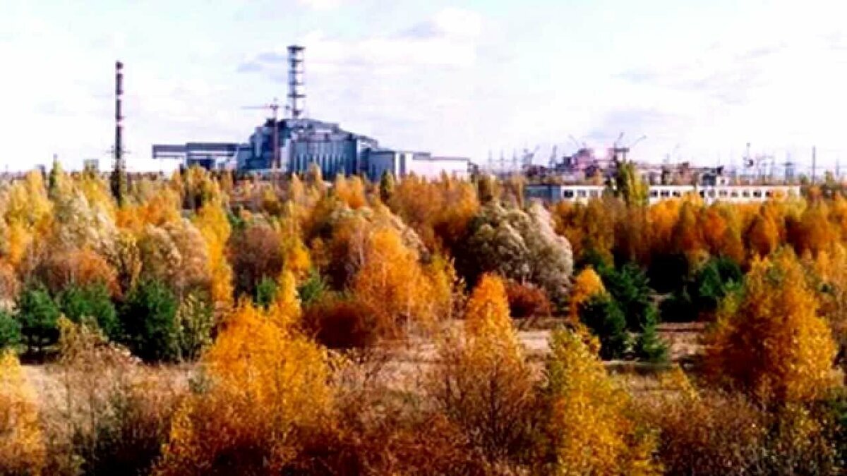 Как выглядит рядом чернобыльская есть рыжие