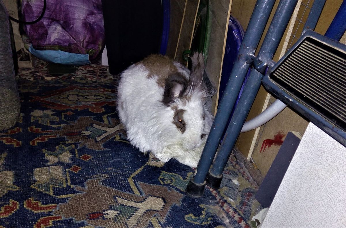 Тоша в кладовке. Фото автора.