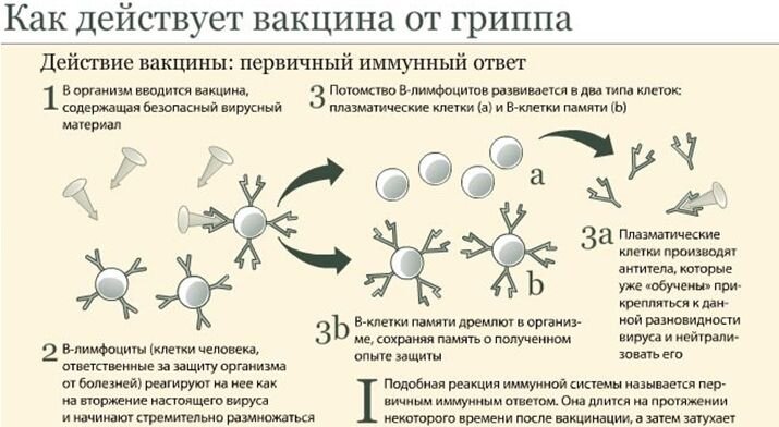 Как действует вакцина на примере гриппа.