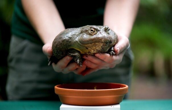Человек лягушка. Лечение жабами. Лечение жабами. Лягушка грининга. Лечение жабами.