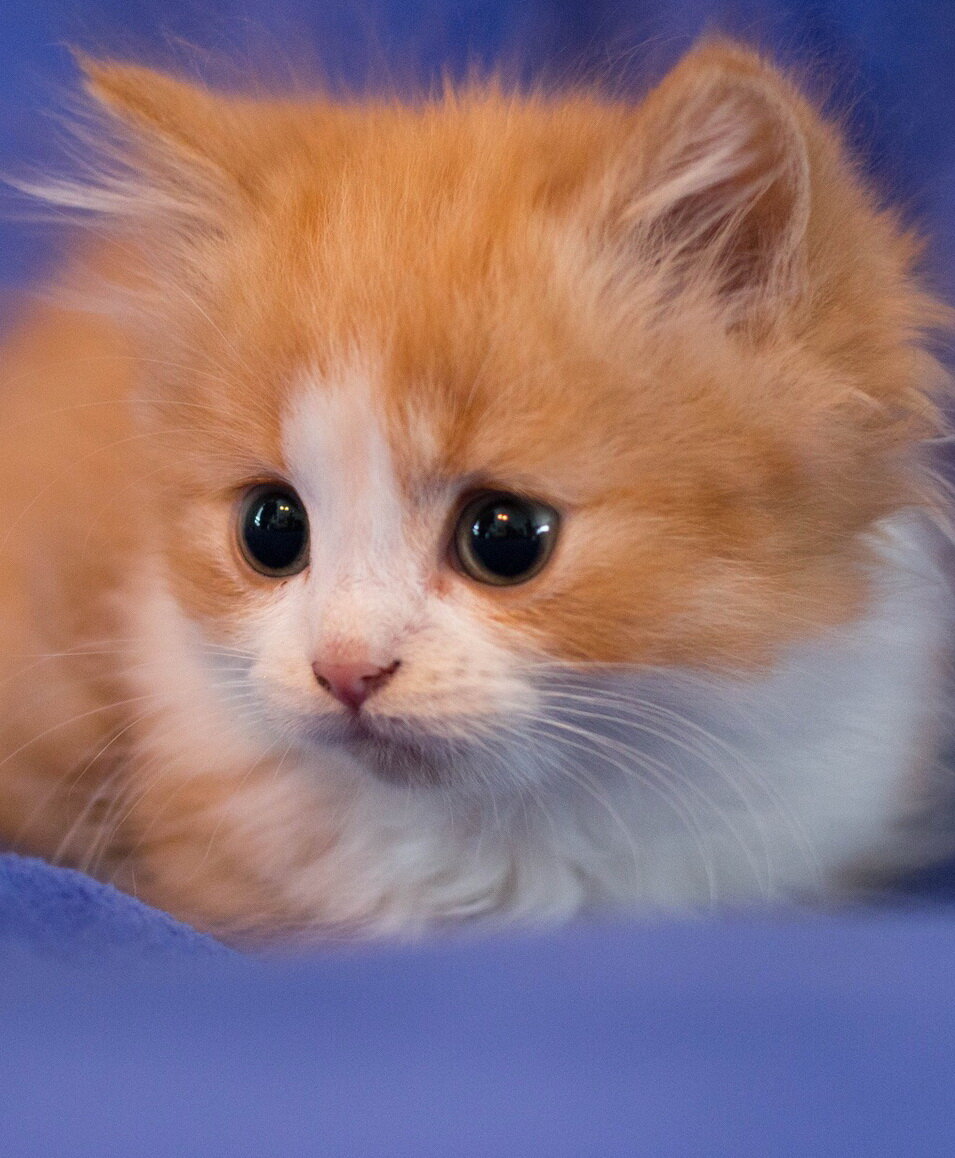 Рыжий малышок! 