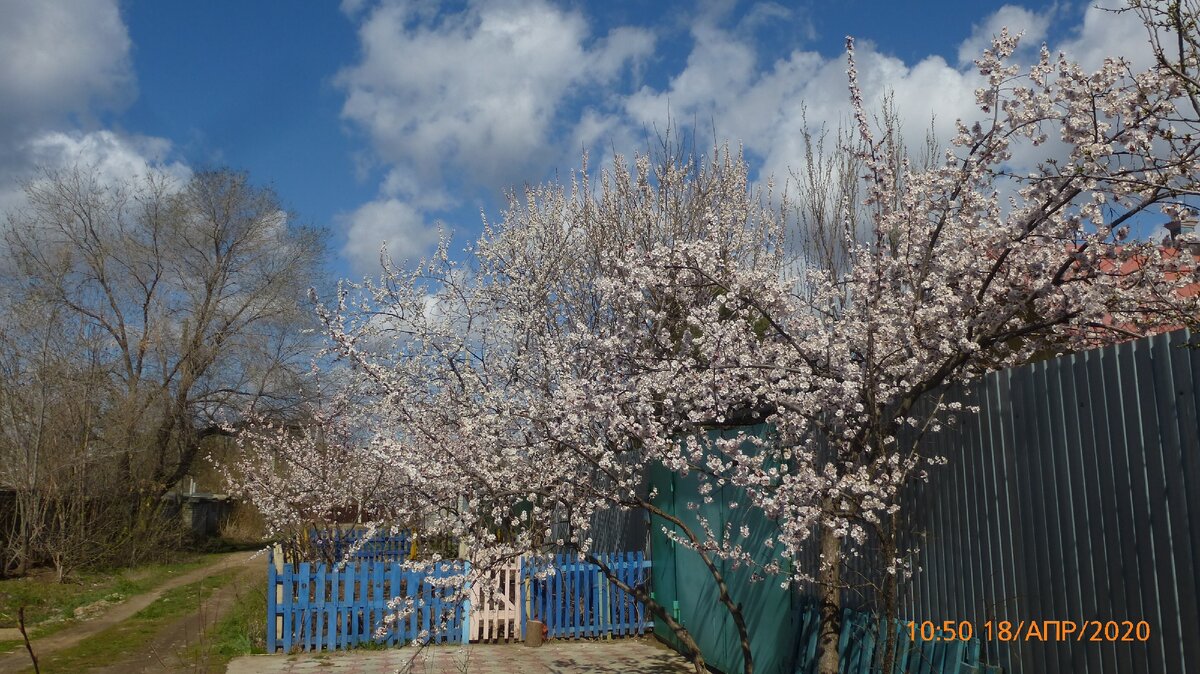 Все СМИ пестрят сообщениями о росте заболевших коронавирусом, о числах выздоровевших и даже умерших. Но в природе сейчас ВЕСНА,  она просыпается от зимней спячки. Распустились листочки на деревьях. Посмотрите, как здорово на нашей улице начал цвести абрикос!!!