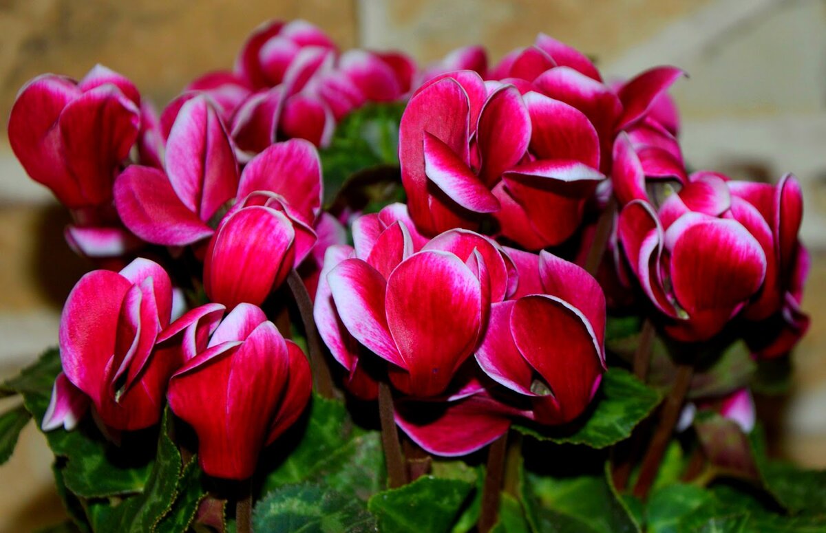 Здоровый цветущий цикламен