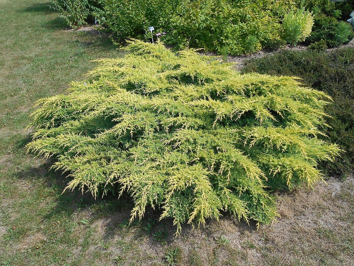 Можжевельник пфитцериана