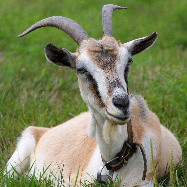 коза в привычном нам облике 
