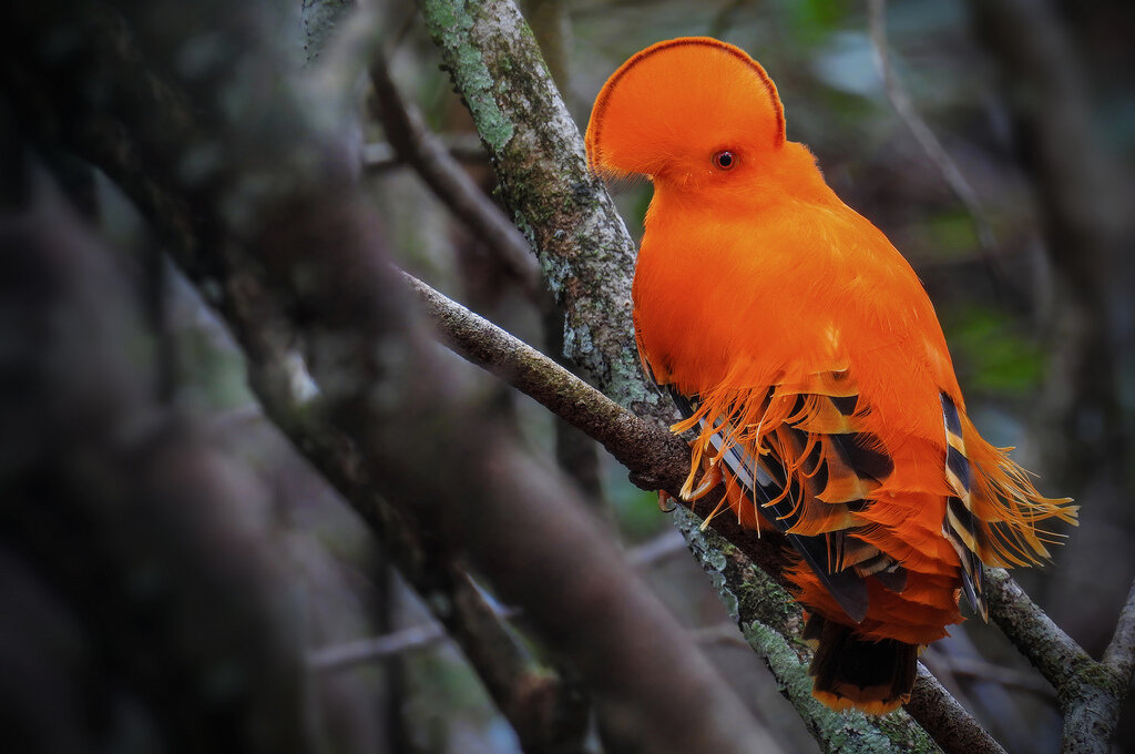 Самец гвианского скального петушка.