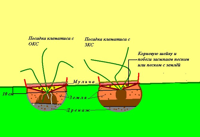 Клематис схема посадки