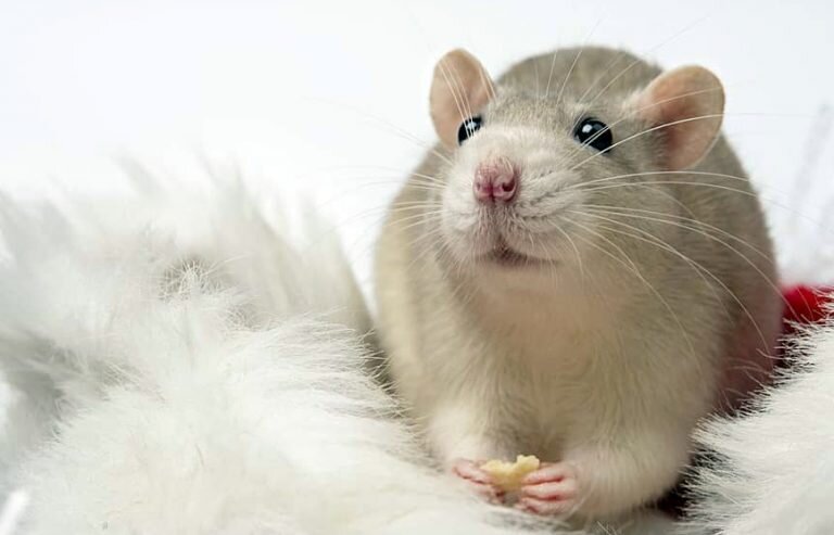 Крыса: изображения без лицензионных платежей
