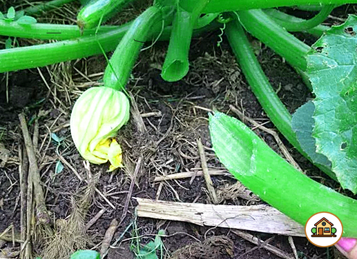 Срезанный стебель