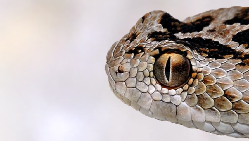 Песчаная эфа.