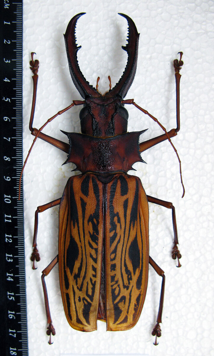 Жук Macrodontia cervicornis. Жук дровосек большезуб. Бразильский дровосек-большезуб. Бразильский большезуб Жук. Большие жуки насекомые