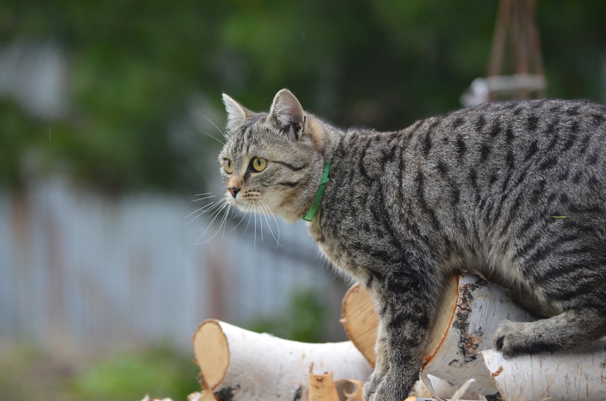 Тиша осматривает огород. Фото автора