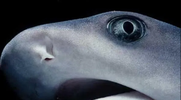 Вот смотрю на тебя, малыш.