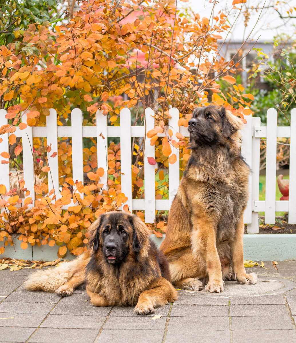 Леонбергер – порода крупногабаритных лохматых собак с черной маской на морде, выведенная в  Германии.