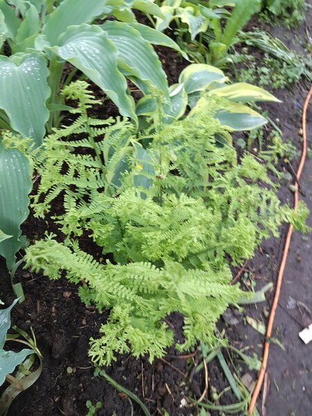 Папоротник Dre's dagger (Кочедыжник женский)