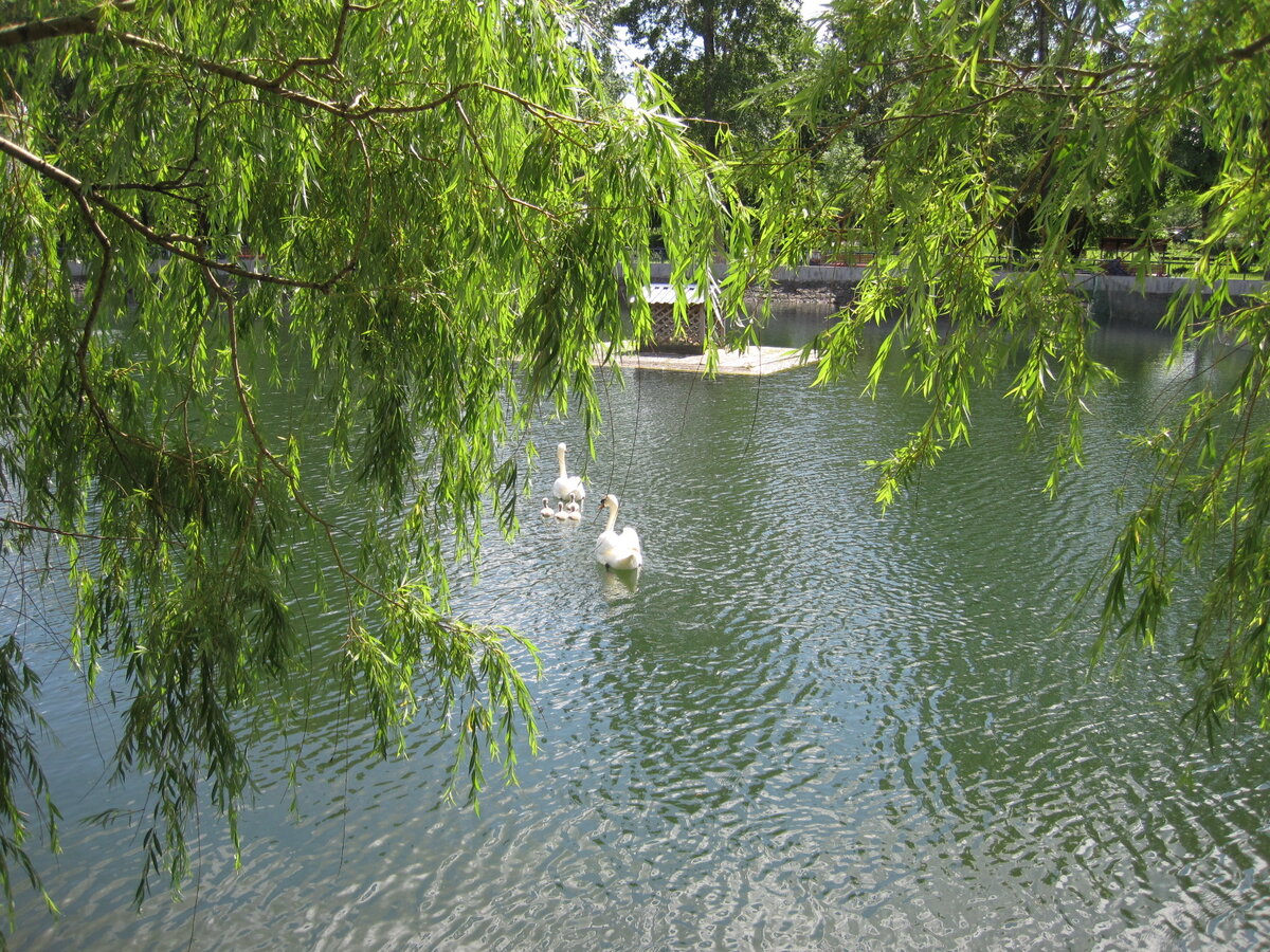 Заводской пруд. Фото автора