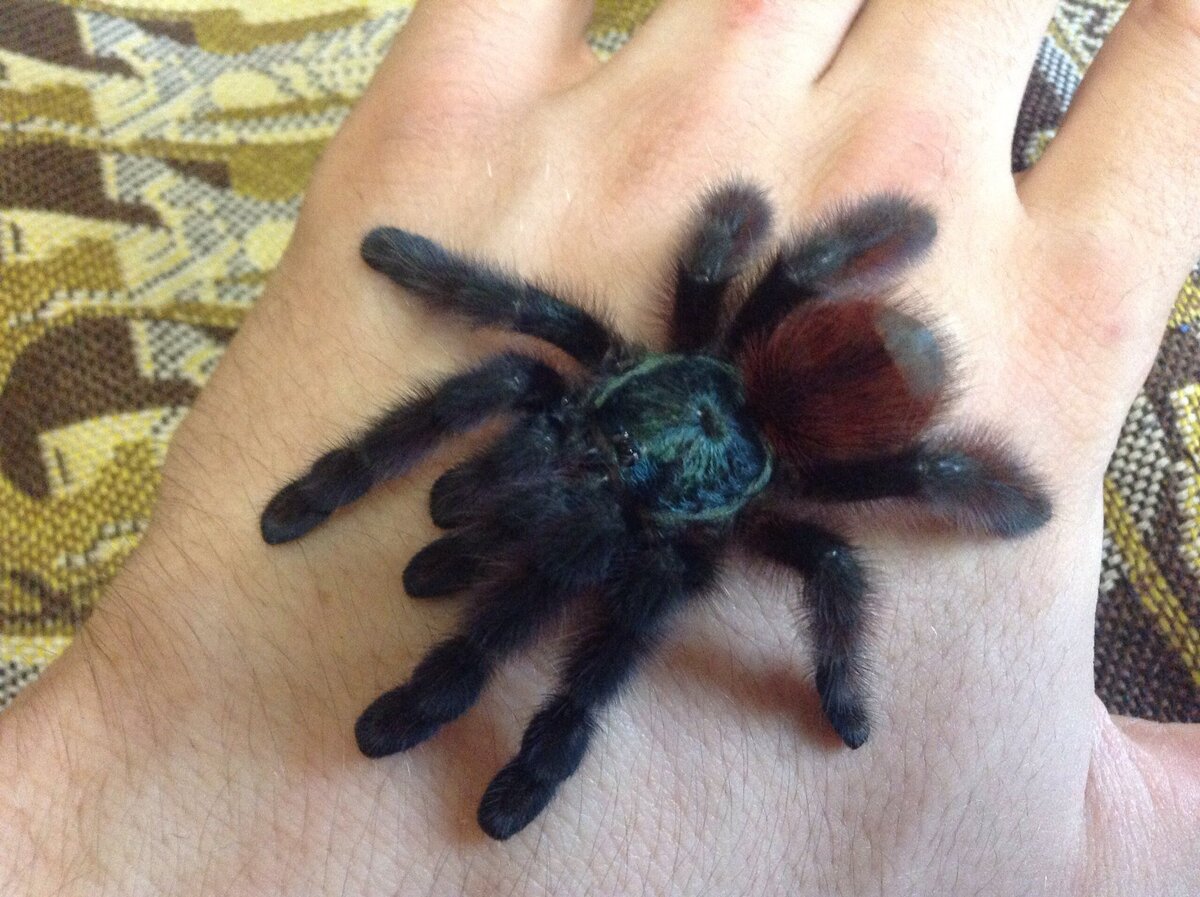 Avicularia Versicolor (фото автора)