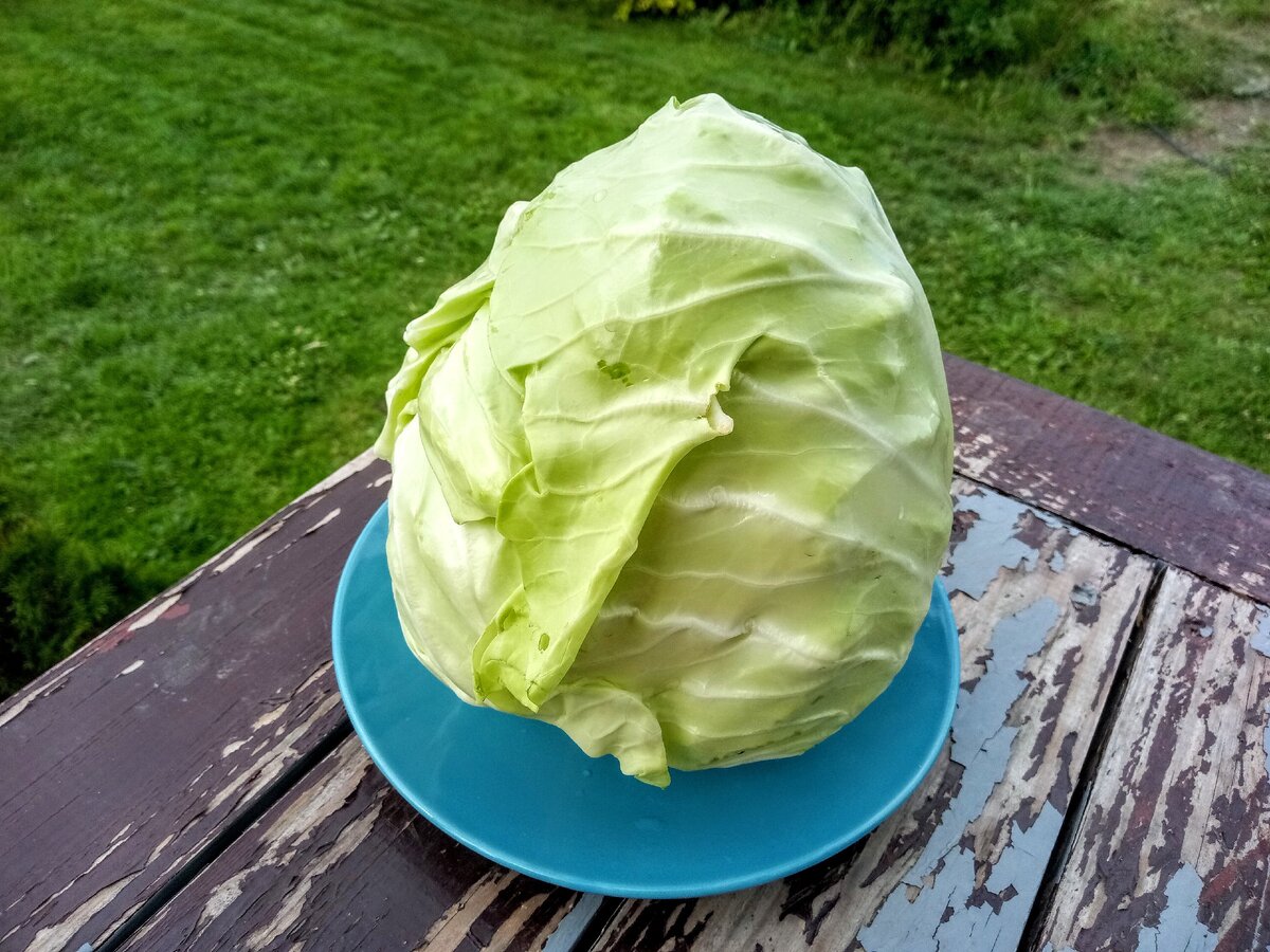 Капуста "Конус"