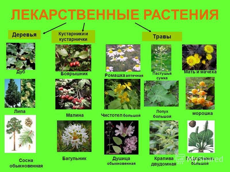 источник: http://images.myshared.ru/17/1138781/slide_8.jpg