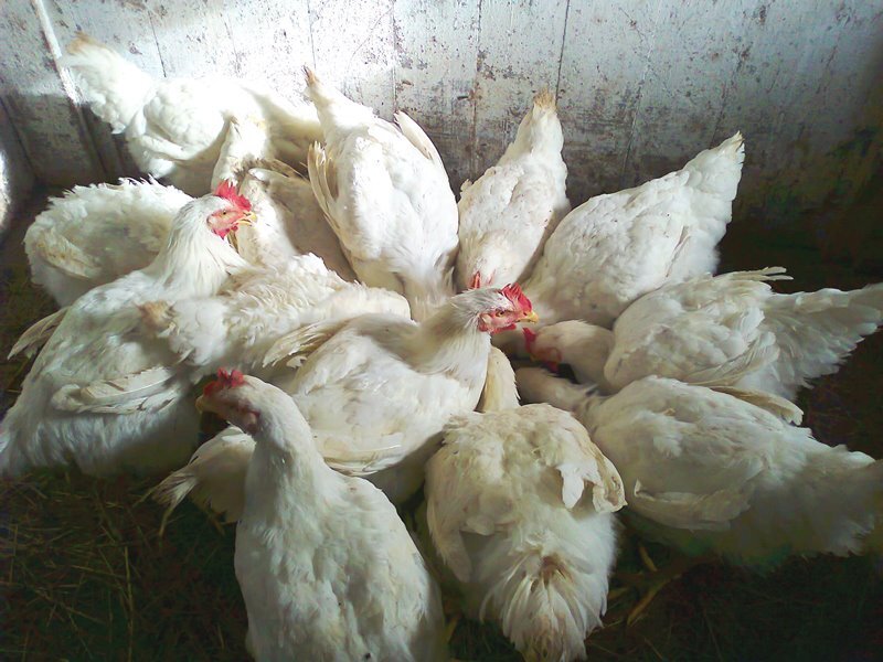 кустанайский бройлер. ао племенная птицефабрика войсковицы. самый большой бройлер росс 308. бройлер ростовская область. ростовский бройлер птицефабрика.