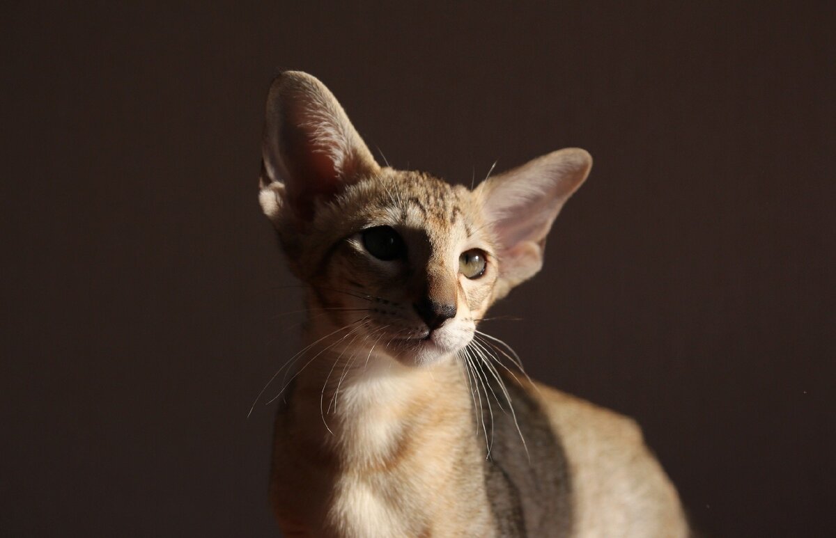 Котенок ориентальной кошки