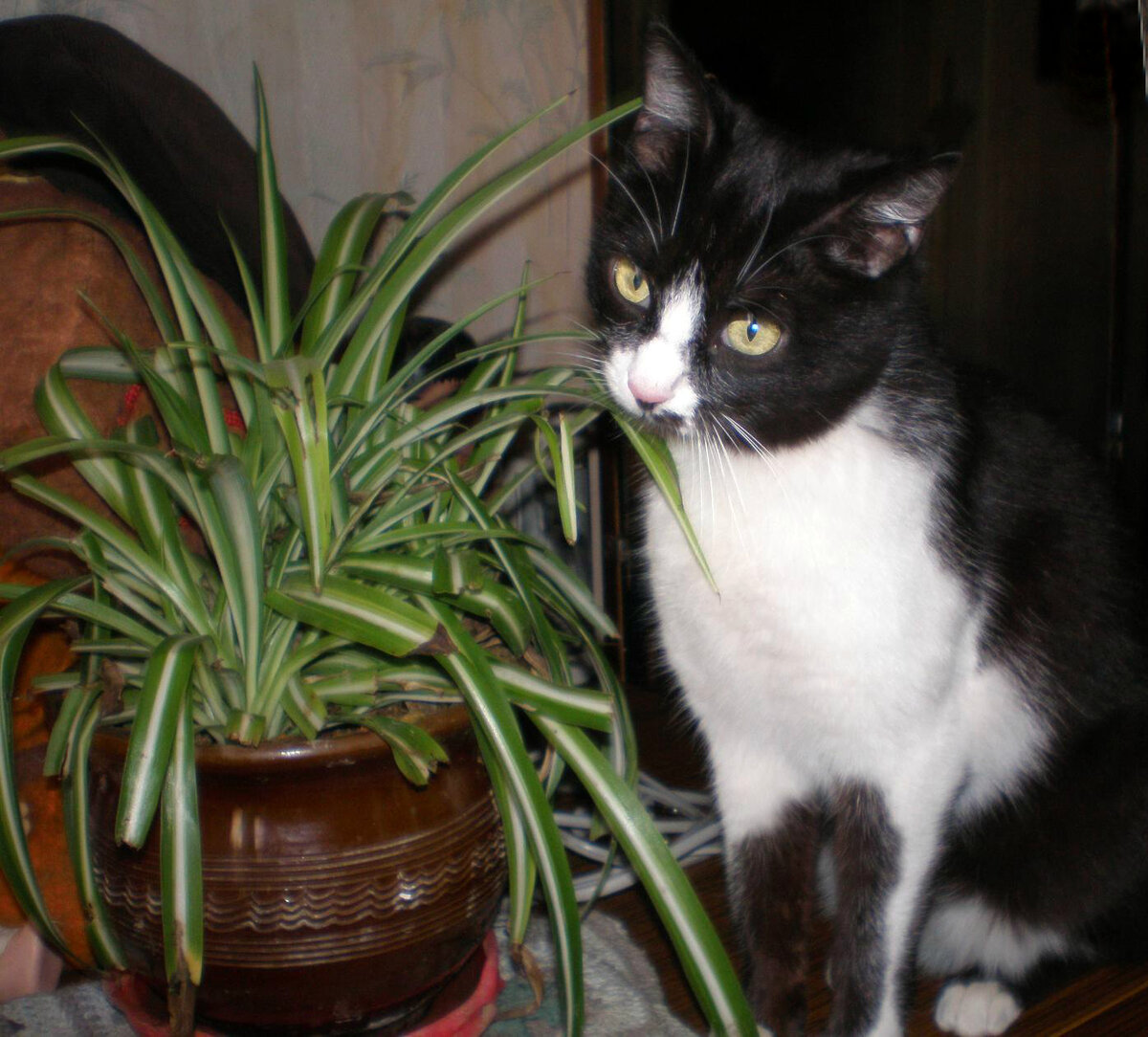 Цветы вредные для кошек. Кошки и комнатные растения. Кошачий цветок комнатный. Кошка и комнатные цветы. Полезные комнатные растения для кошек.