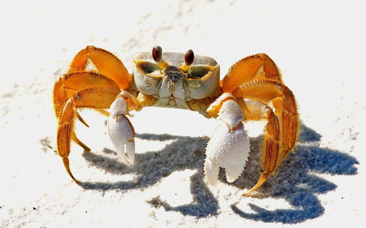 Атлантический краб призрак. Краб призрак. Атлантический краб привидение. Маленький белый краб. Краб призрак.