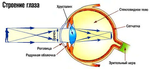 изображение взято с ресурса http://mcoz.kz/index.php/spetsialistam/anatomiya/102-opticheskaya-sistema-glaza