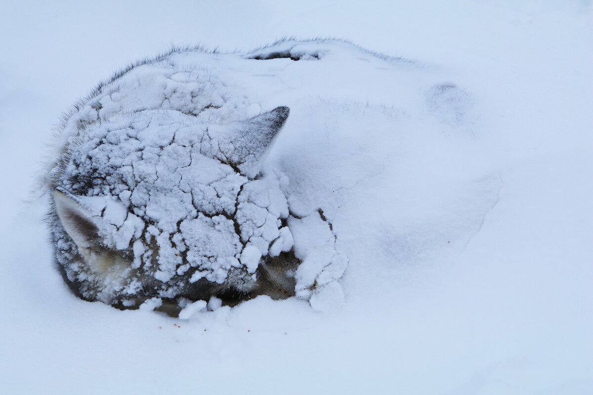 Собака замерзла в снегу
