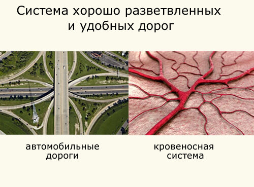 Система дорог автомобильного транспорта и кровеносной системы