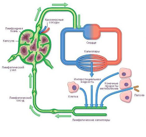 Рис. 1 Схема работы лимфатической системы в организме человека