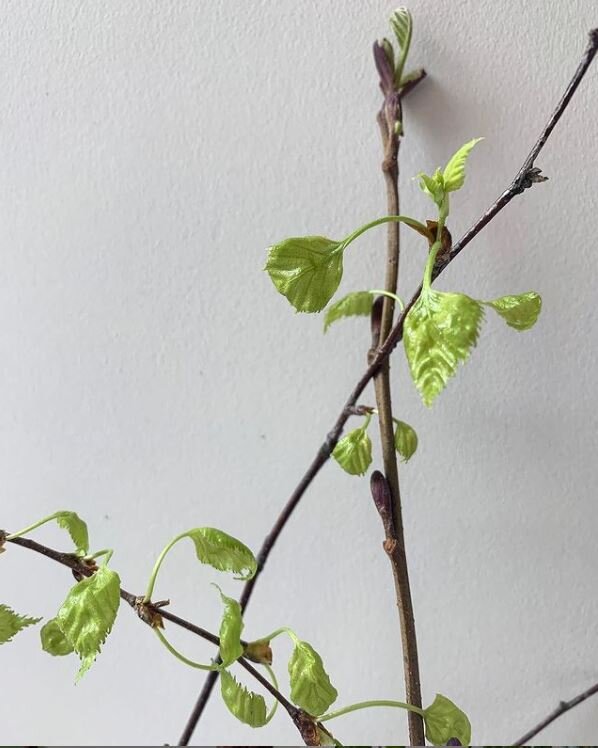 Такие нежные листочки 