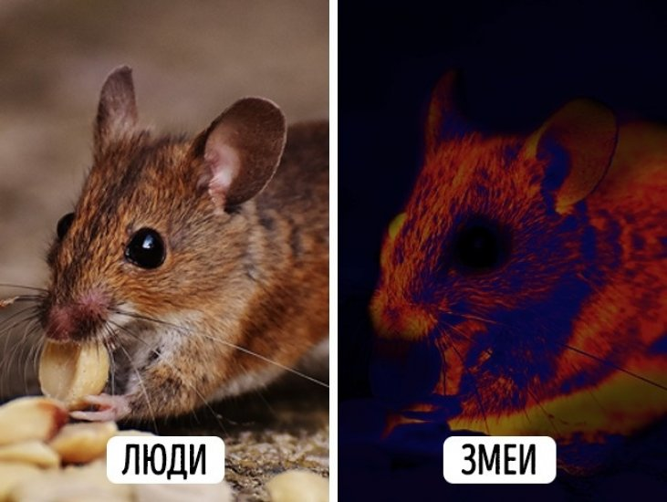 Какие животные видят. Мир глазами животных. Как видят животные. Как видят животные наш мир. Наш мир глазами животных