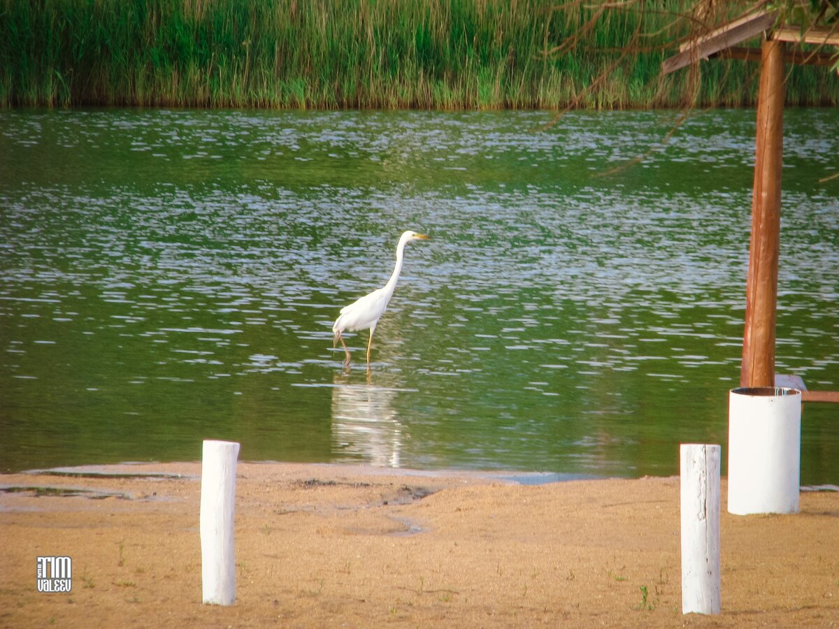 Цапля на озере Голубицком