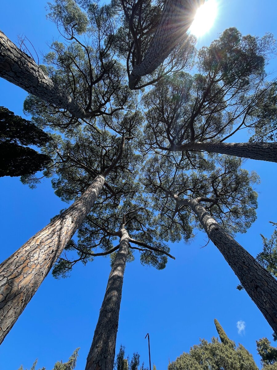 Массандровский парк - идеально место для интервальной пробежки