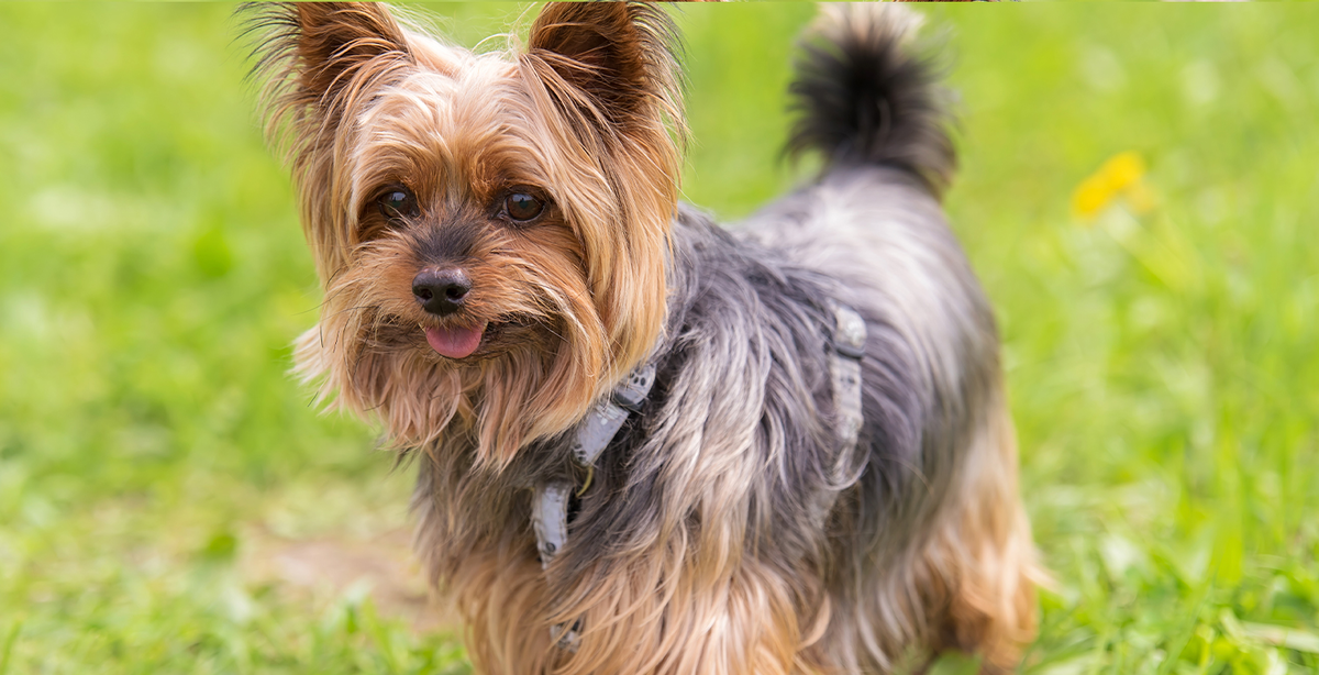 Йоркширский терьер