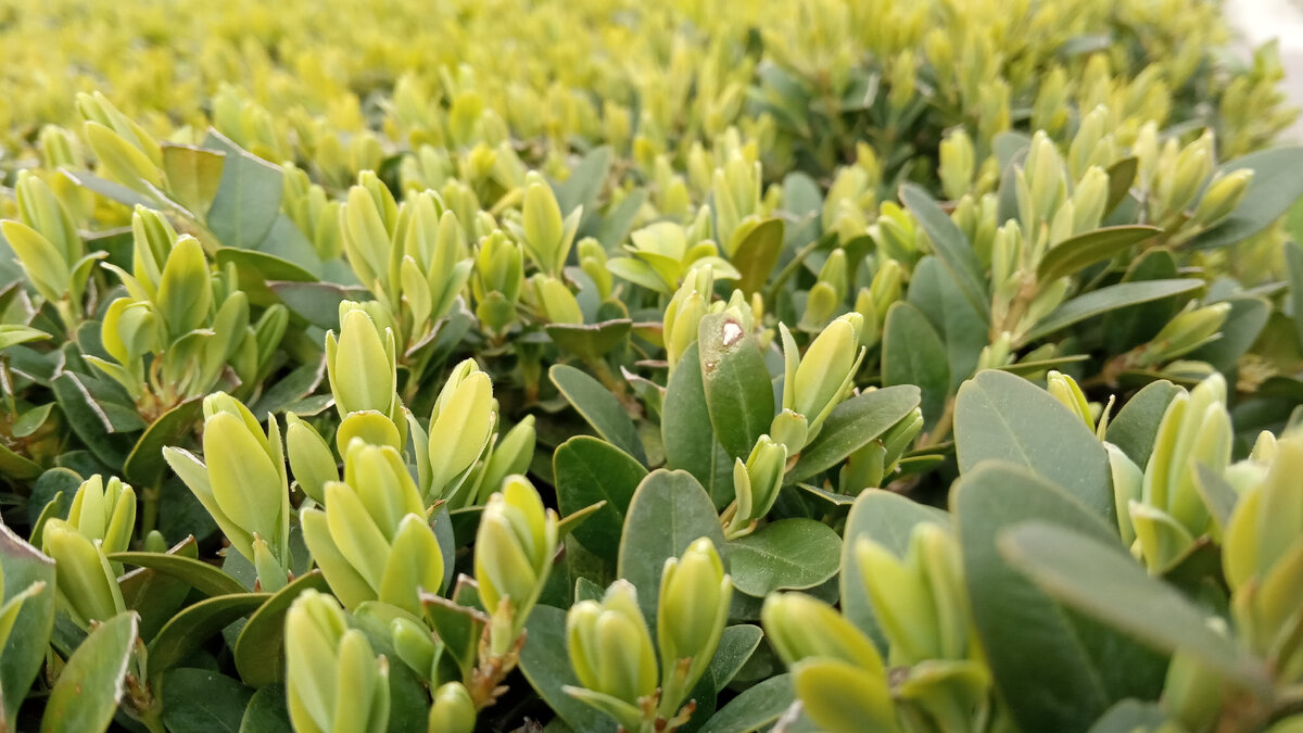 Самшит на проспекте Дачия, Кишинев