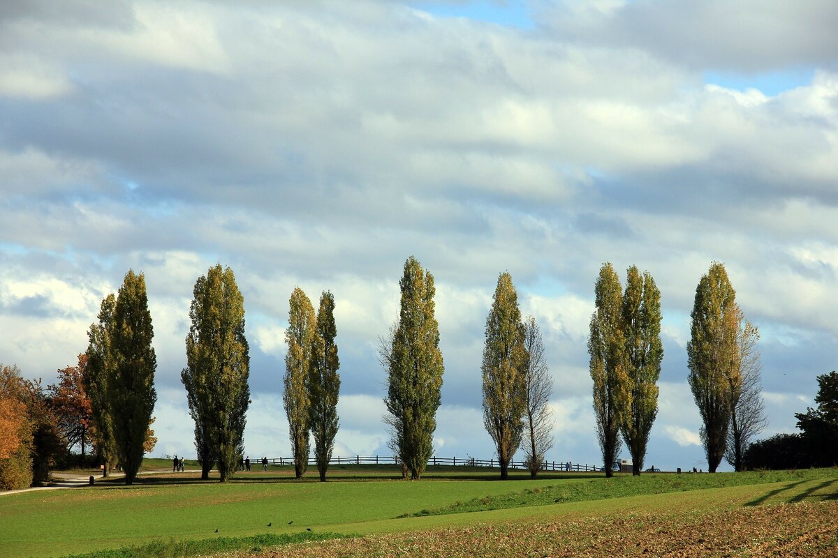 Аллея тополей. Фото: Pixabay