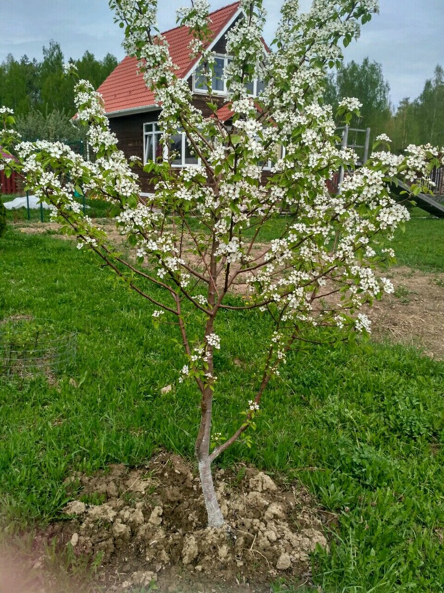 Груша Чижовского на моем участке. Фото автора.