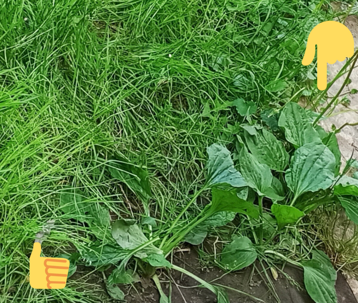 Простая и полезная подкормка