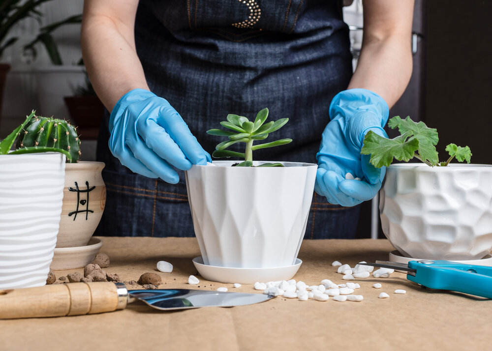 Омоложение долларового дерева. Иллюстрация для статьи используется по стандартной лицензии ©life-hacky.ru