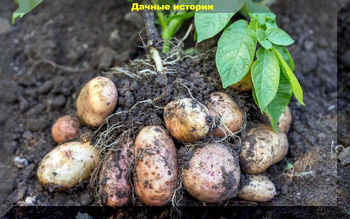 Картофель, которого нет — Журнал «Агроинвестор» – Агроинвестор