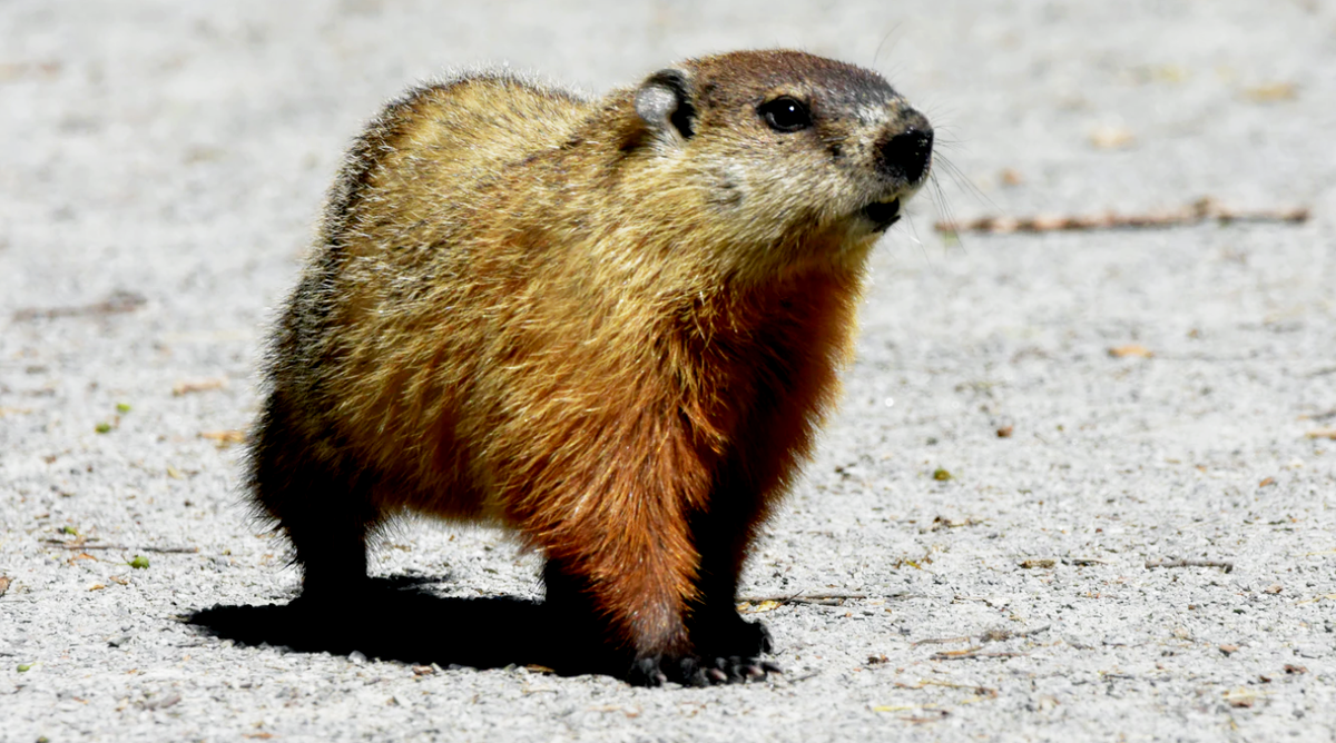 Источник: https://unsplash.com/photos/jRPHYkxsGMM