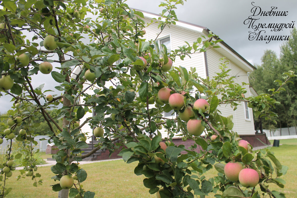 фото автора: "яблоня возле дома"