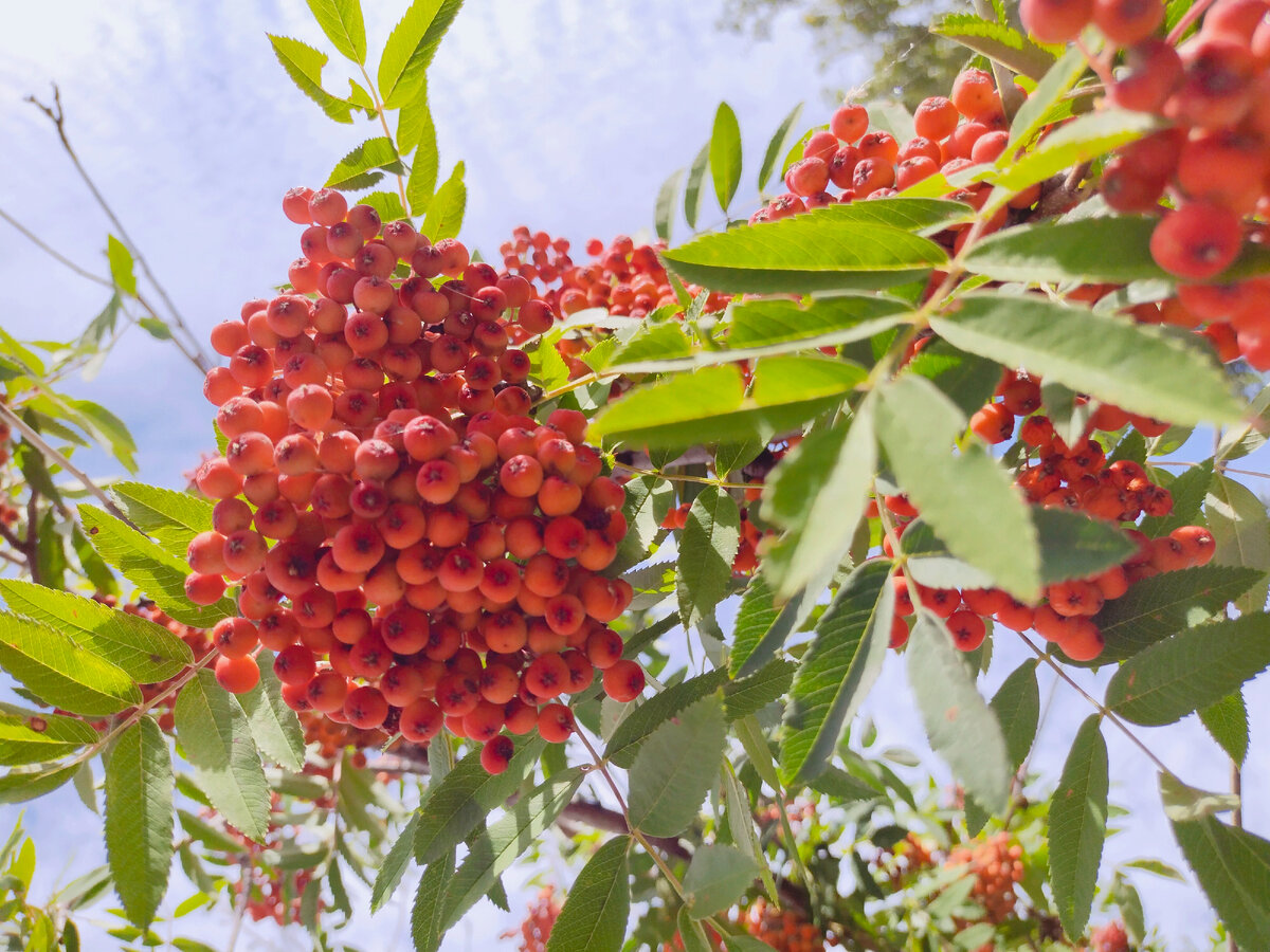Растет рябина в неудобном месте. Хожу вокруг и вроде как спилить и в то же время жалко 